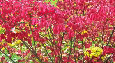 burning-bush
