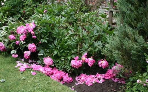 floppy peonies