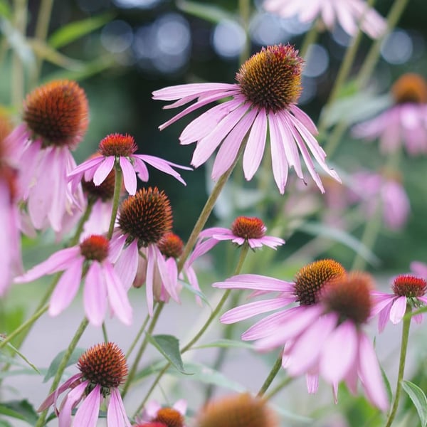 flowers-echinacea-purple-cone-flower