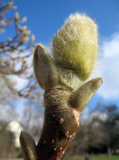 magnolia-bud-tree
