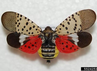 spotted-lanternfly-5524251